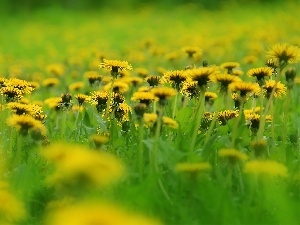 dandelions