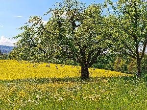 dandelions, viewes, Meadow, Mountains, trees