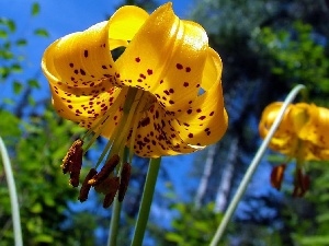 dappled, Tiger lily, Yellow Honda