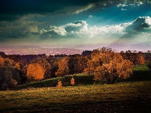 dark, trees, Meadow, clouds, thicket