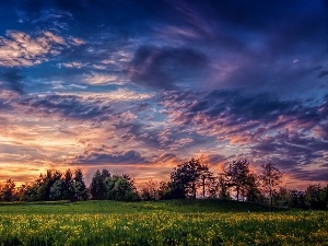 dark, trees, viewes, Meadow, clouds, Flowers