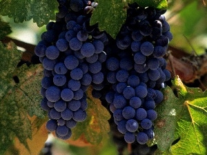 dark, grape