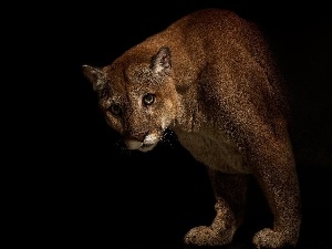 darkness, cougar