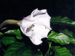 Datura, white, Colourfull Flowers