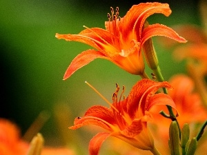 Flowers, Daylilies, Orange