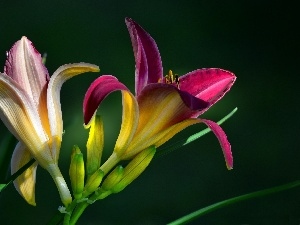 Daylilies, Flowers