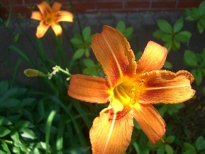 Daylilies