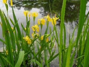 DBZ, growing, Yellow, water, Irises