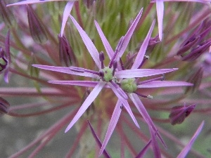 decorated, Colourfull Flowers, garlic