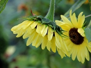 decorated, Sunflower