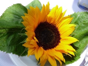 decorated, Sunflower