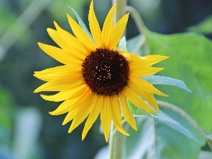 decorated, Sunflower