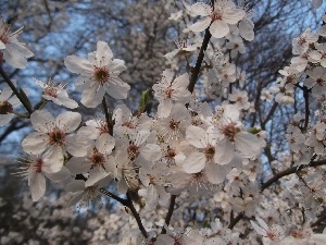 Plums, decorative, Flowers