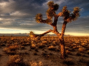 Desert, Cactus