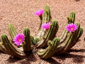 Cactus, Desert, flower