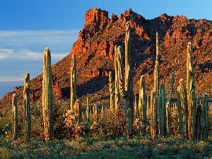 Cactus, Desert, rocks