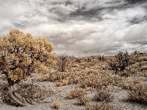 Desert, viewes, clouds, trees