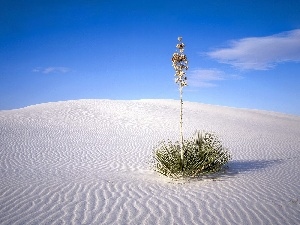 grass, Desert, clump