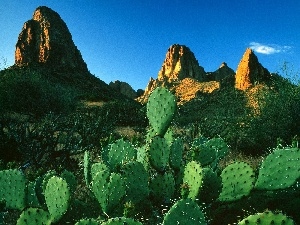 Mountains, Desert, Cactus