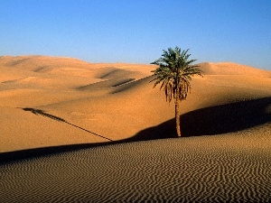 Palm, Desert, Lonely