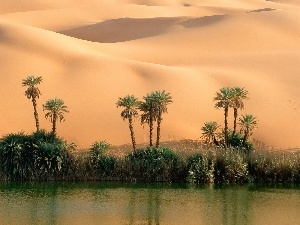 Palms, Desert, lake