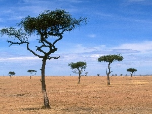 viewes, Desert, trees