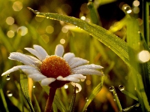 dew, chamomile