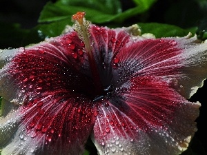 Dew Drops, Close, hibiskus