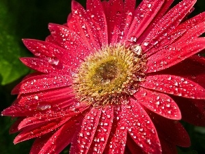 dew, drops, Gerber, Colourfull Flowers