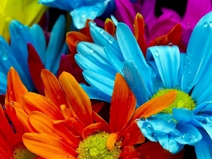 dew, pyrethrum, color, Flowers