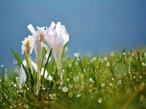 grass, dew, crocuses