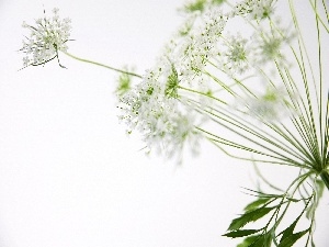 dill, flower