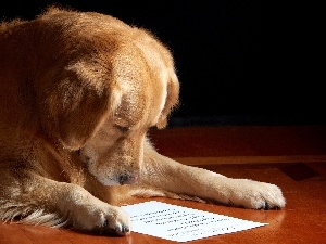 dog, reading