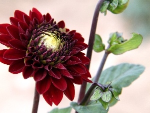 dahlia, donuts, Claret