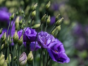 Flowers, donuts, Eustoma