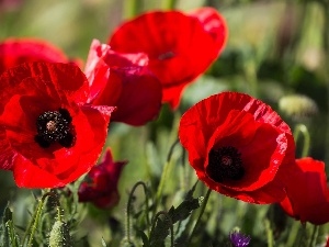 papavers, donuts, Red