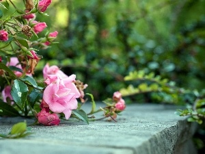 donuts, roses