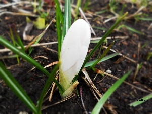 crocus, doughnut, White