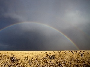 Dried, wilderness, Great Rainbows