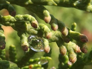 drop, conifer, Green, rain, twig