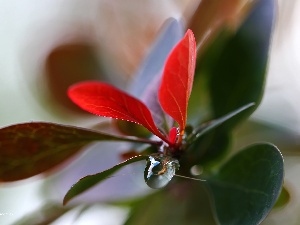 drop, Leaf, Berberis Thunbergii, Red