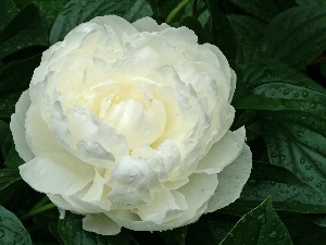 Leaf, droplets, peony