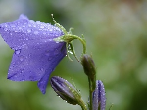 bell, drops, Violet