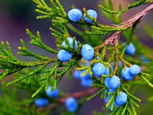 drops, Fruits, branch, Juniper