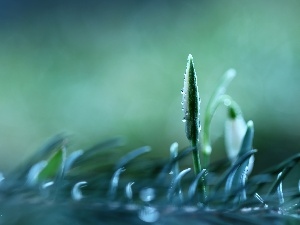 bud, drops, Snowdrop