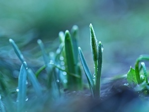 Buds, drops, snowdrops