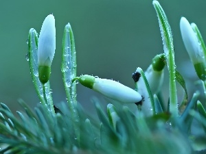 Buds, drops, snowdrops