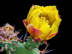 Cactus, drops, flower