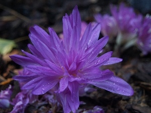 drops, colchicum