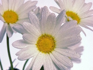 drops, Daisy